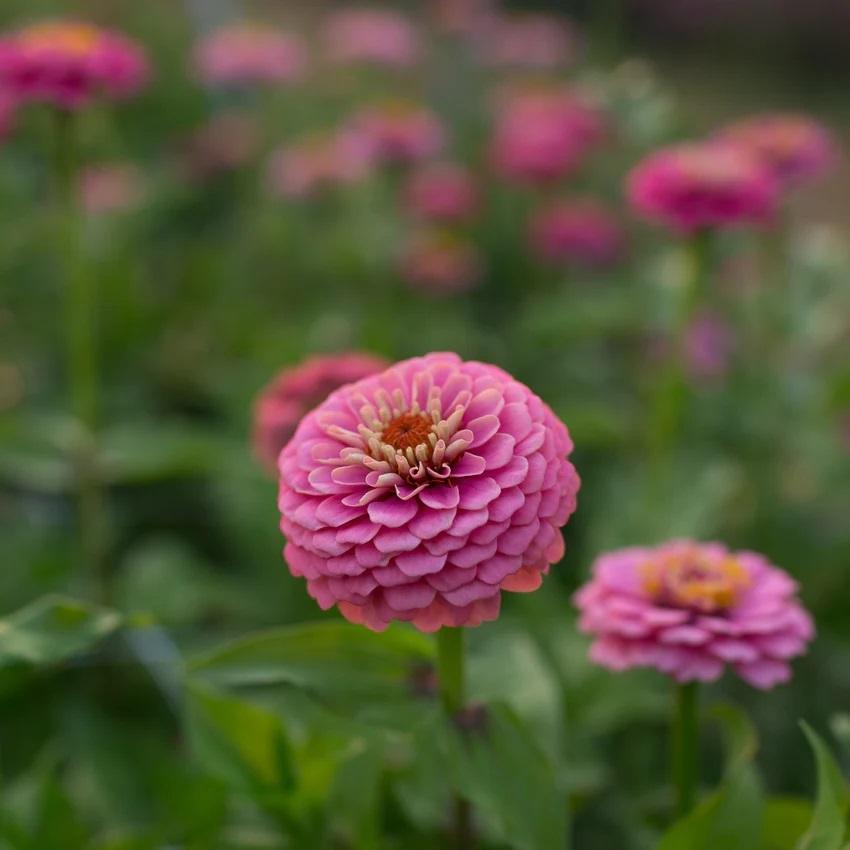 Zinnia Oklahoma Pink
