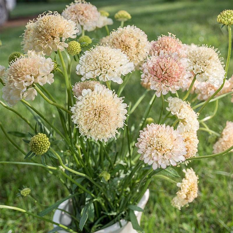 Scabiosa Fata Morgana
