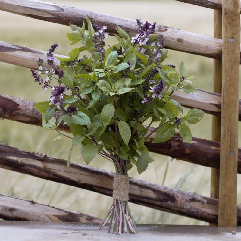 Basil Aromatto