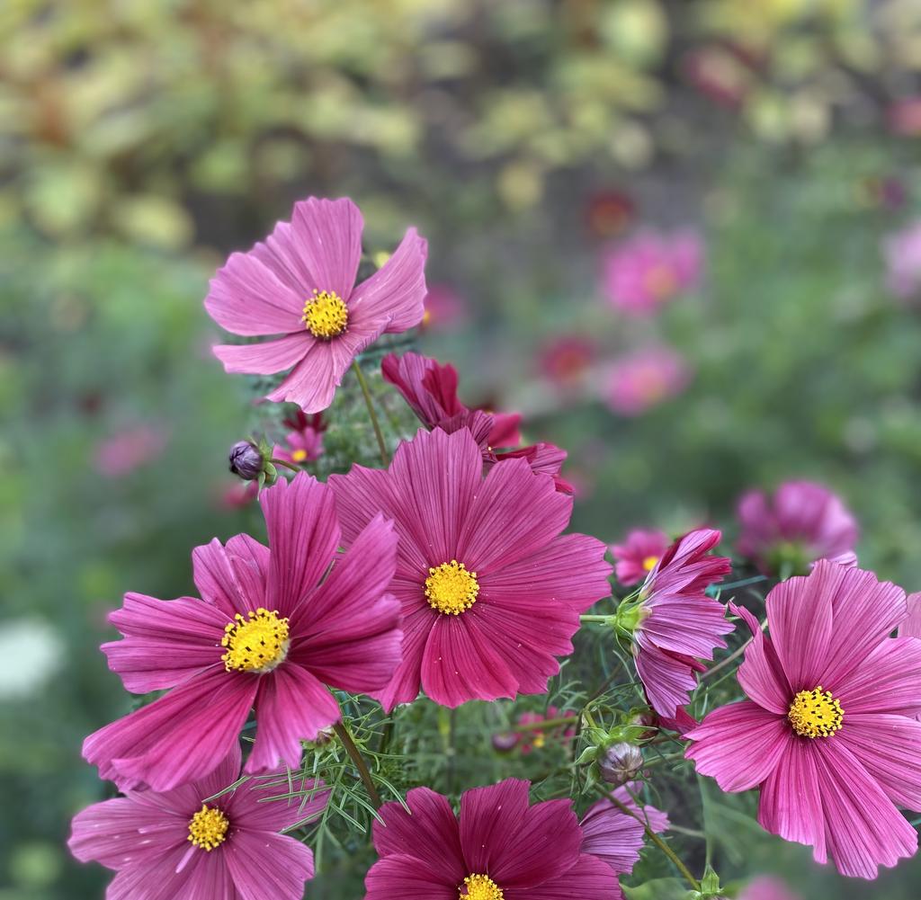 Cosmos Rubenza