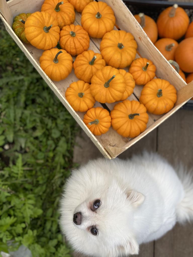Pumpkin Jill be little