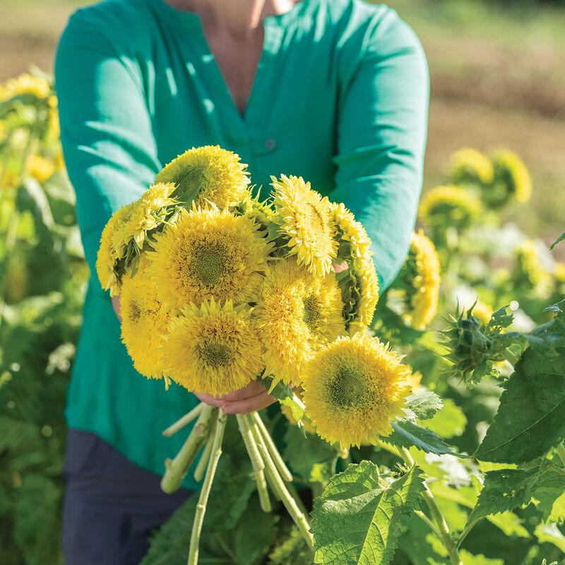 Sunflower Gummy Bear