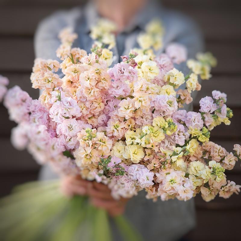 Stock Iron Pastel Mix