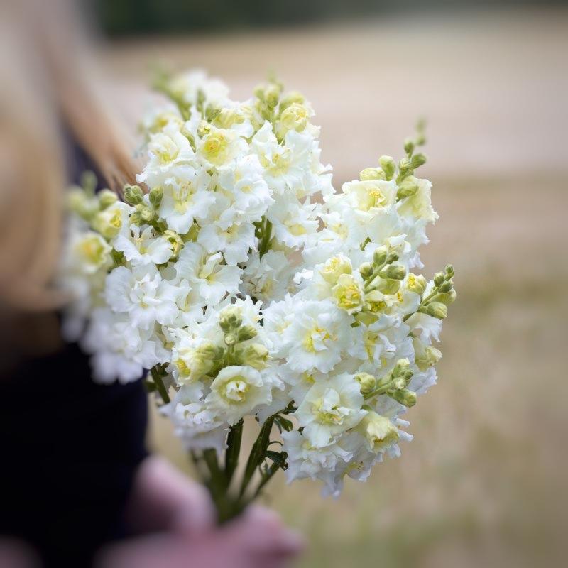 Snapdragon Madam Butterfly Ivory