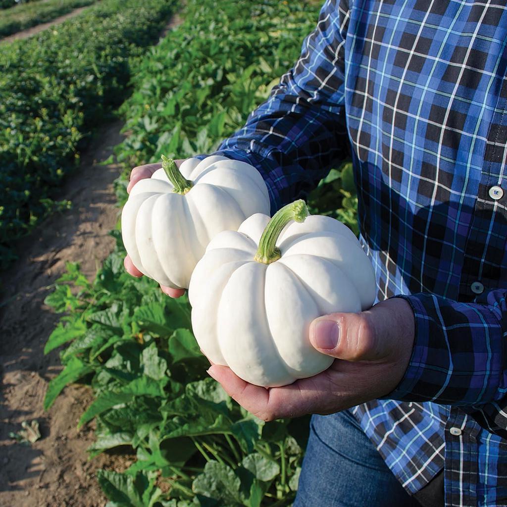 Pumpkin Casperita (5 шт)