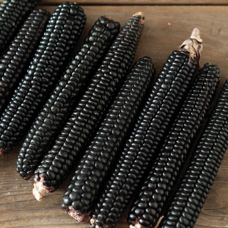 Corn Montana Morado Maize
