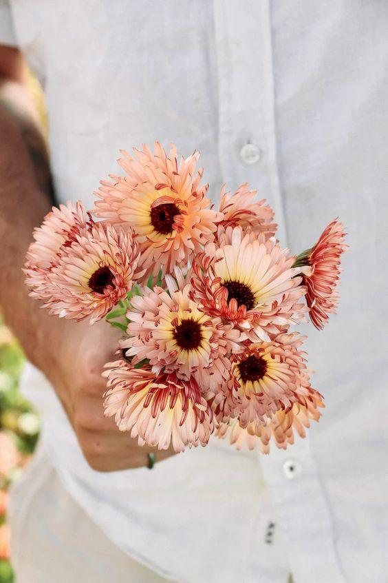 Calendula Orange Flash