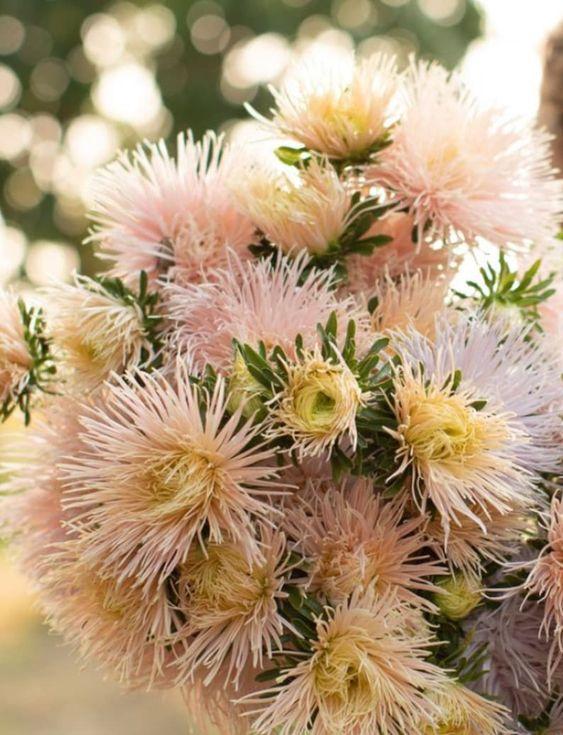 Aster Valkyrie Brunhilde Chamois
