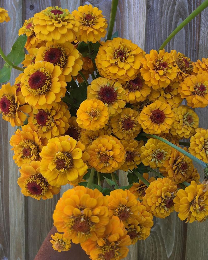 Zinnia Oklahoma Golden Yellow