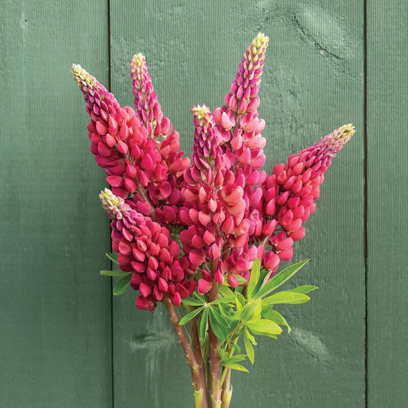 Lupine My Castle