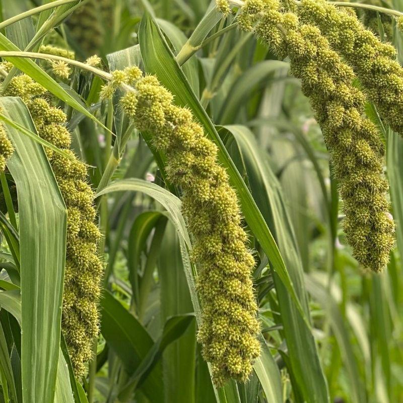 Grass Lime Light Spray Millet