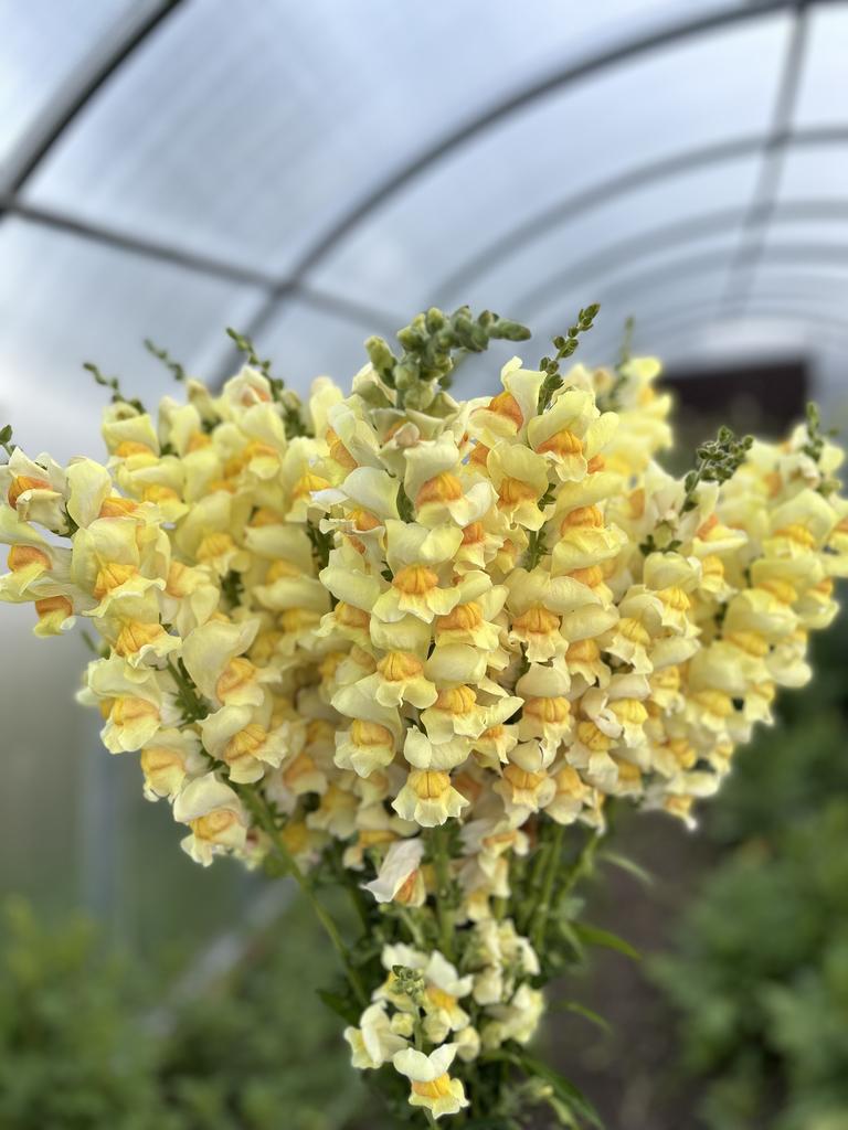 Snapdragon Costa Apricot