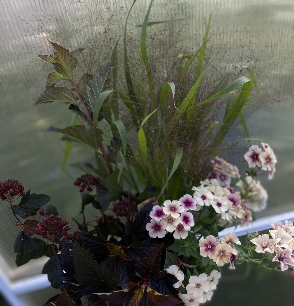 Phlox Cherry Caramel