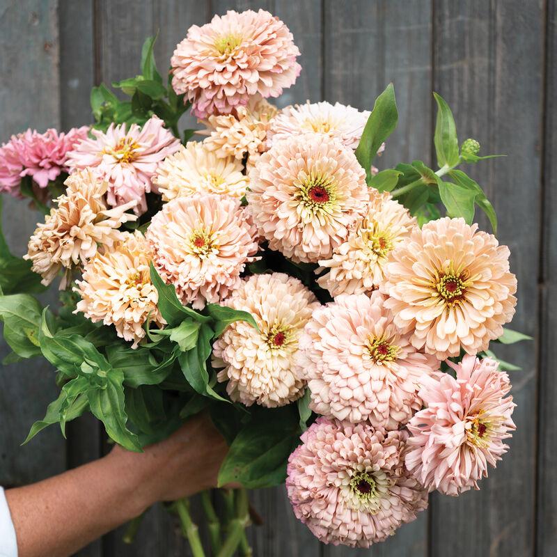 Zinnia Ballerina