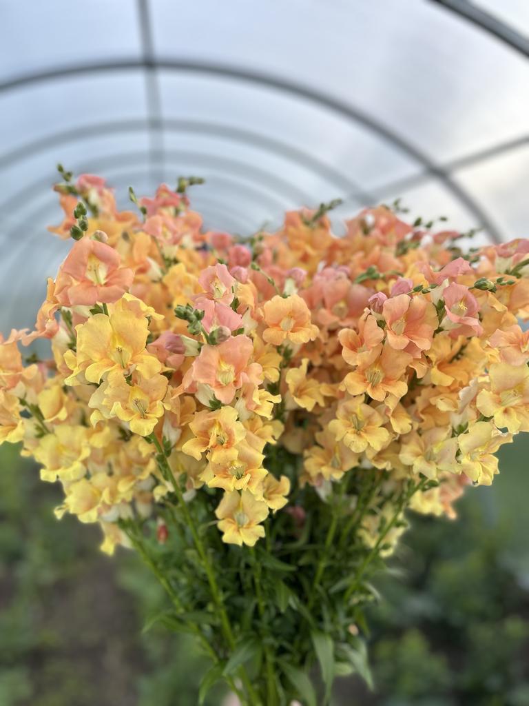 Snapdragon Chantilly Light Salmon