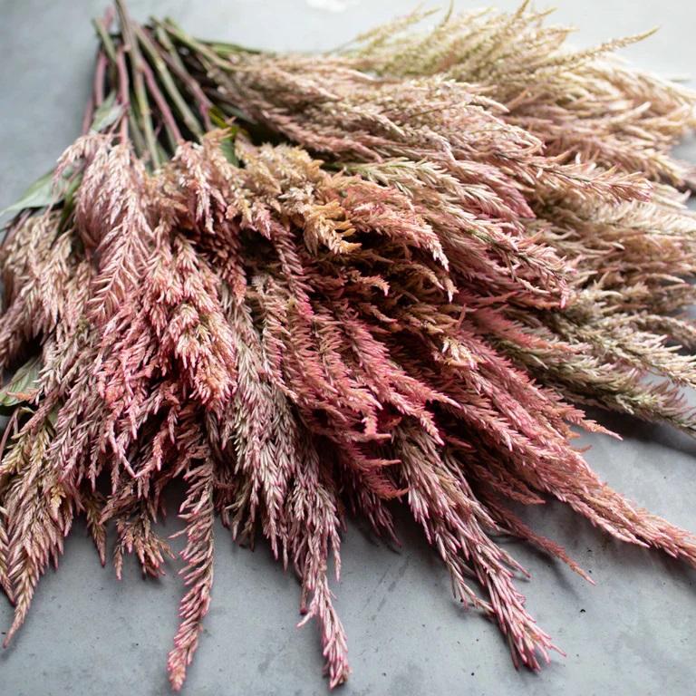 Celosia ‘Vintage Rose’ Самосбор