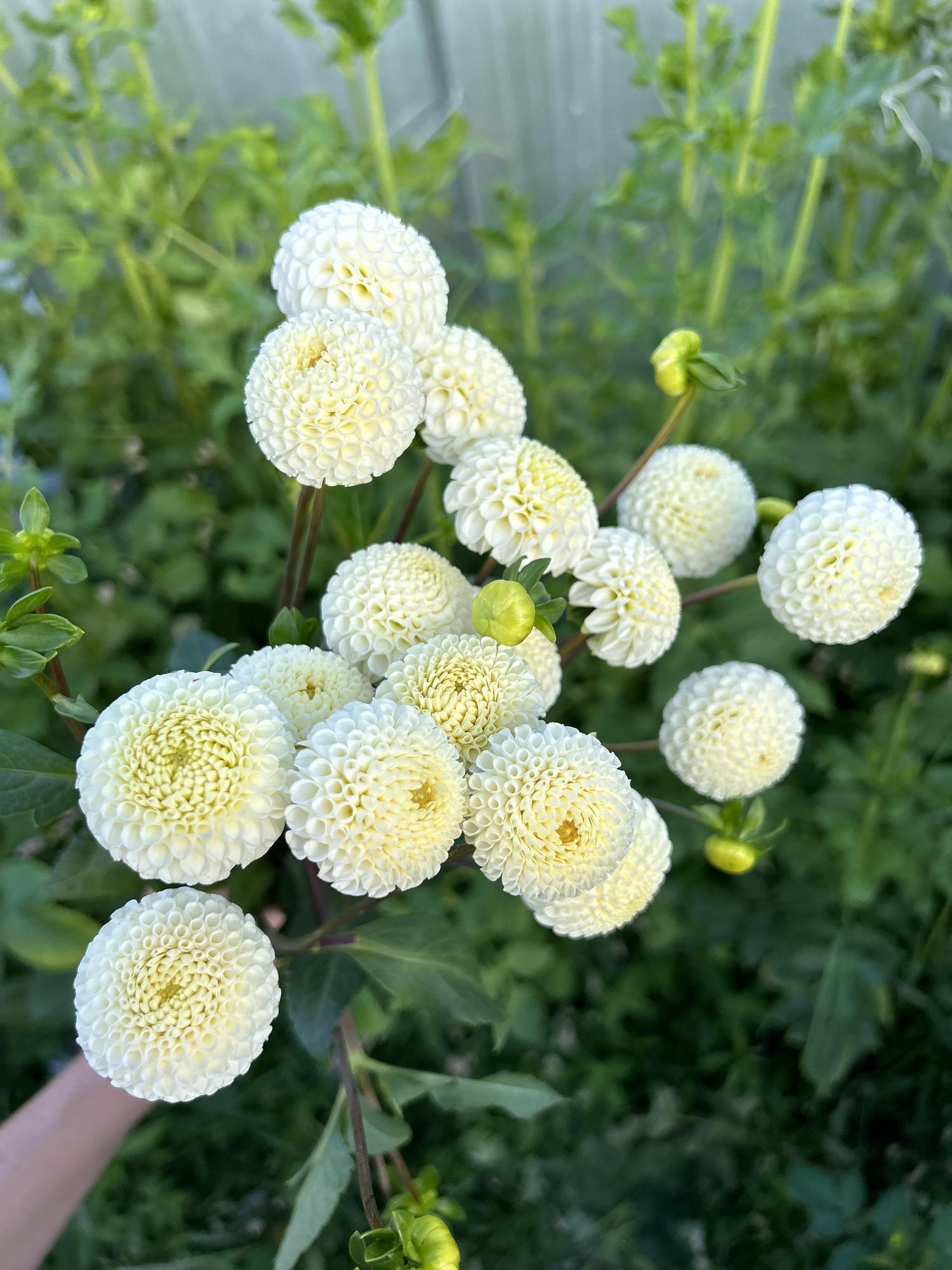 Георгин Small World