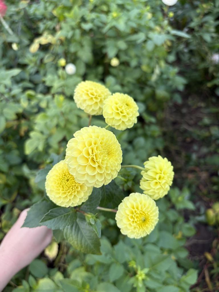 Георгин Buttercup
