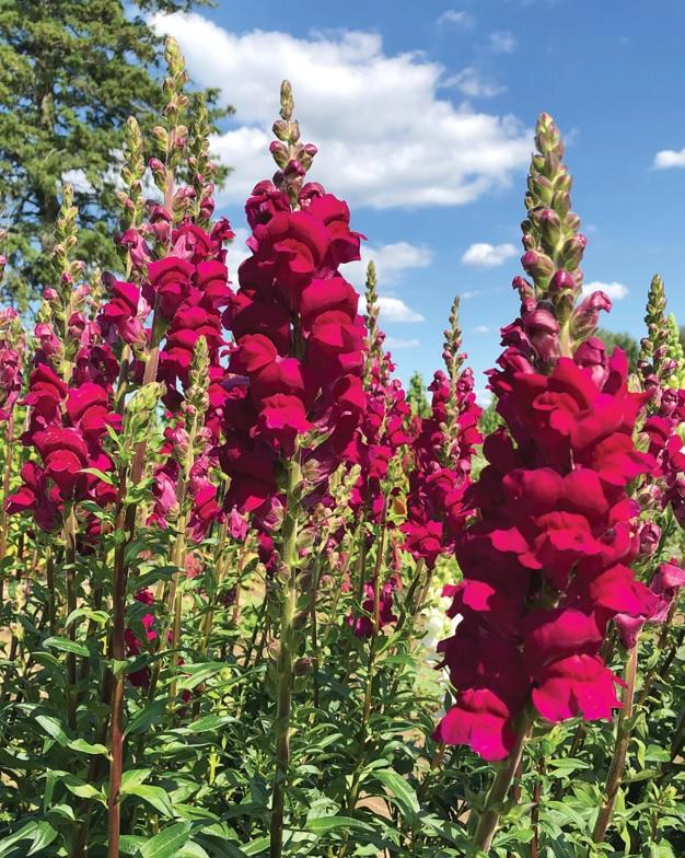 Snapdragon Patomac Royal F1