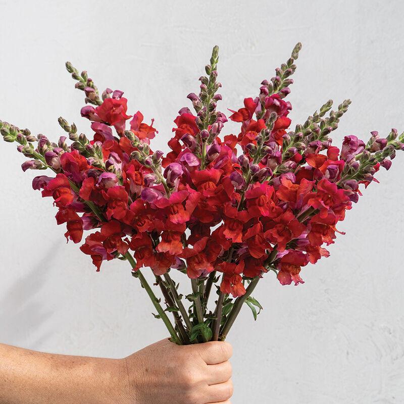 Snapdragon Orleans Red III– IV F1