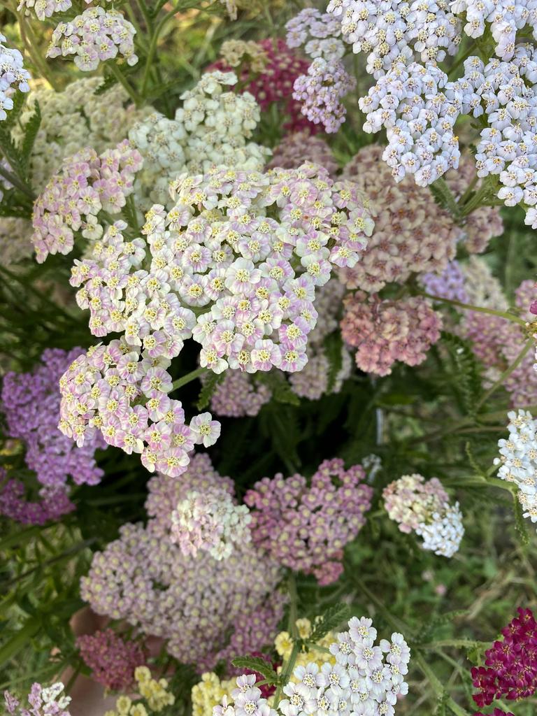 Yarrow Favorite Berries