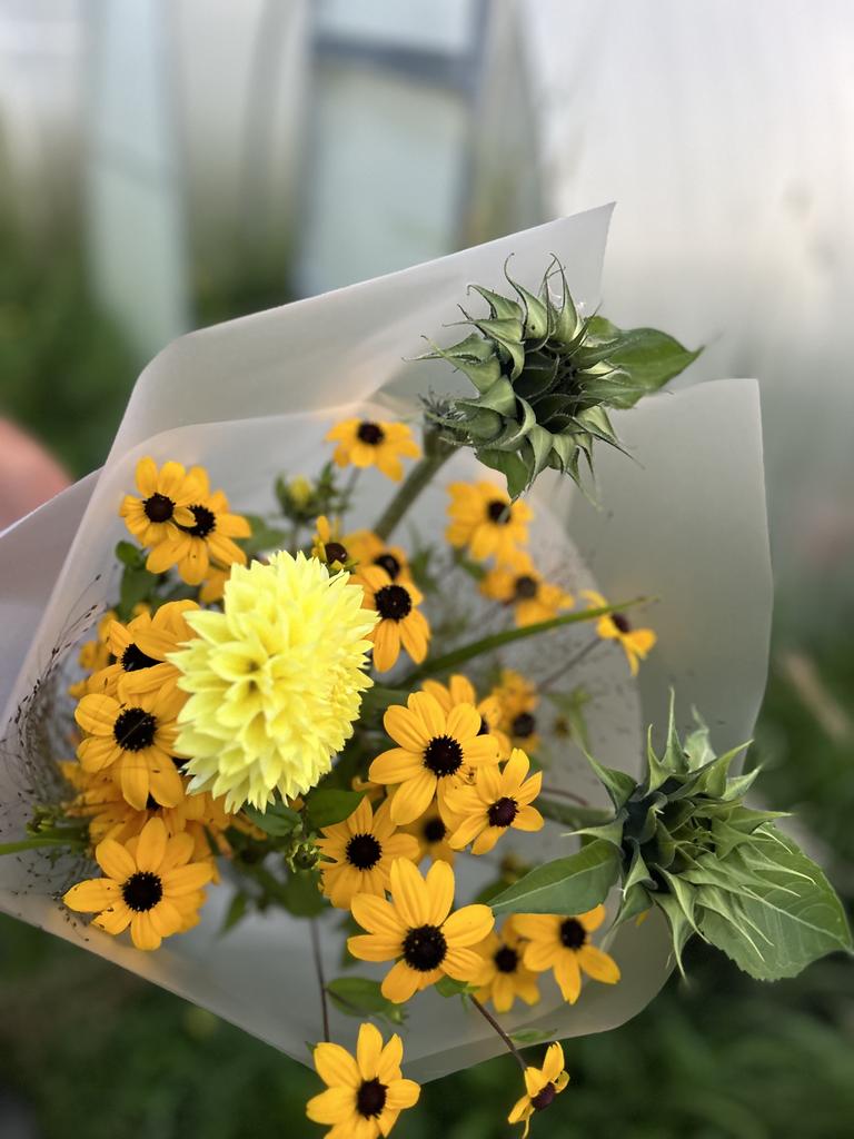 Rudbeckia Triloba