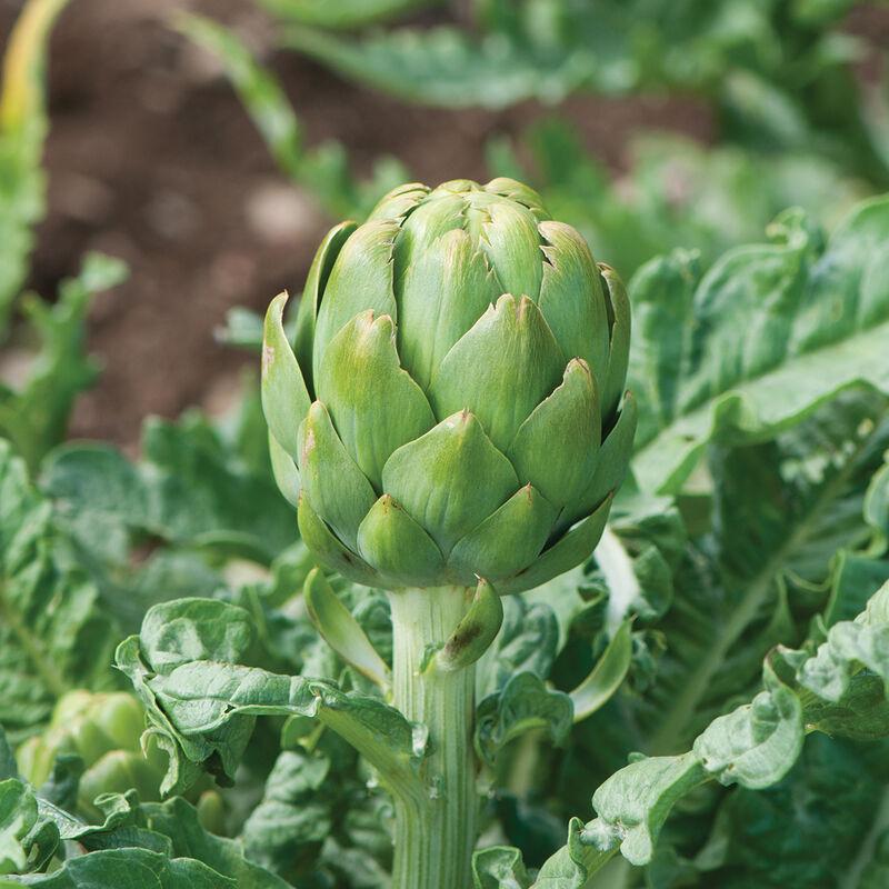 Artichoke Imperial Star