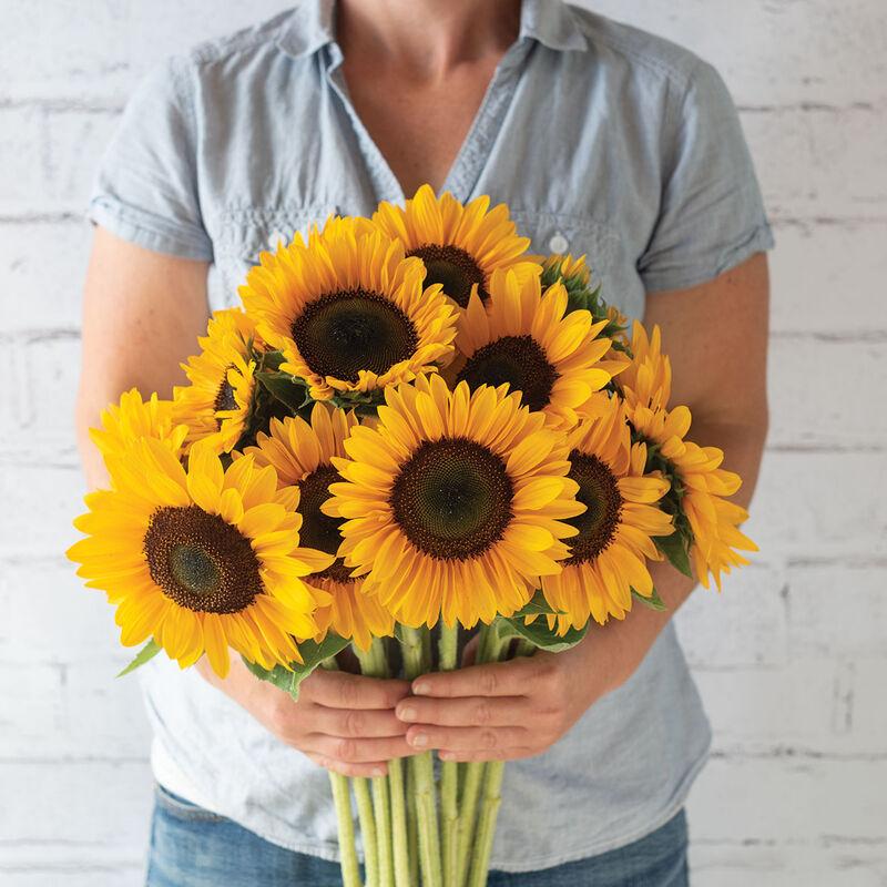 Sunflower Sunrich Summer Provance