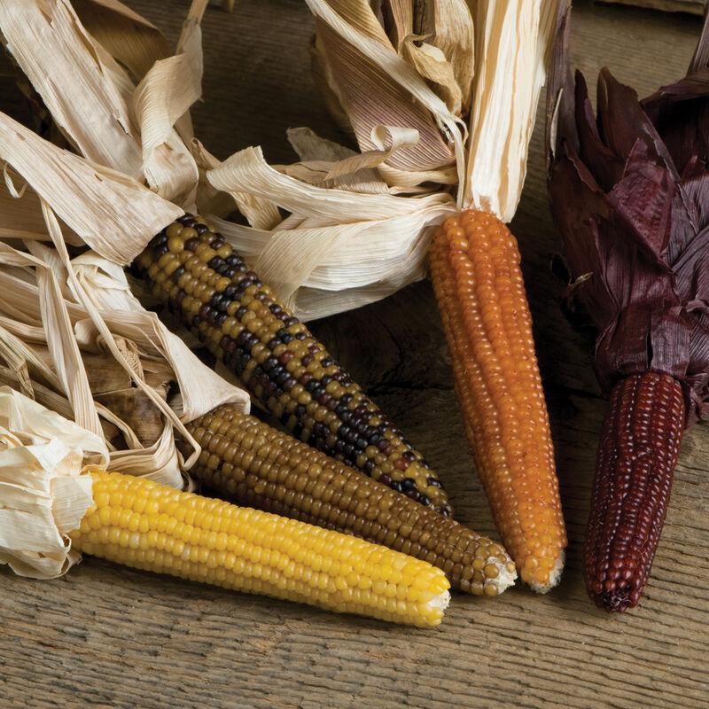 Corn Miniature Colored Popcorn