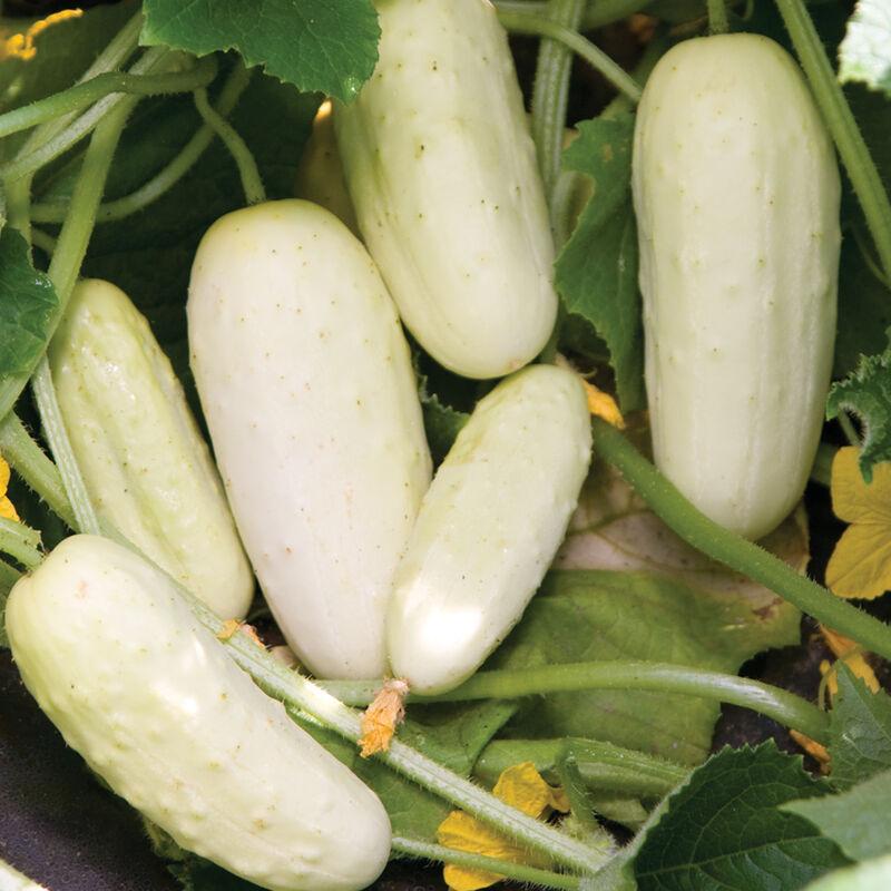 Cucumber Salt and Pepper