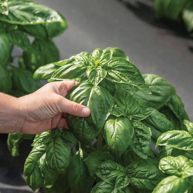 Basil Winner