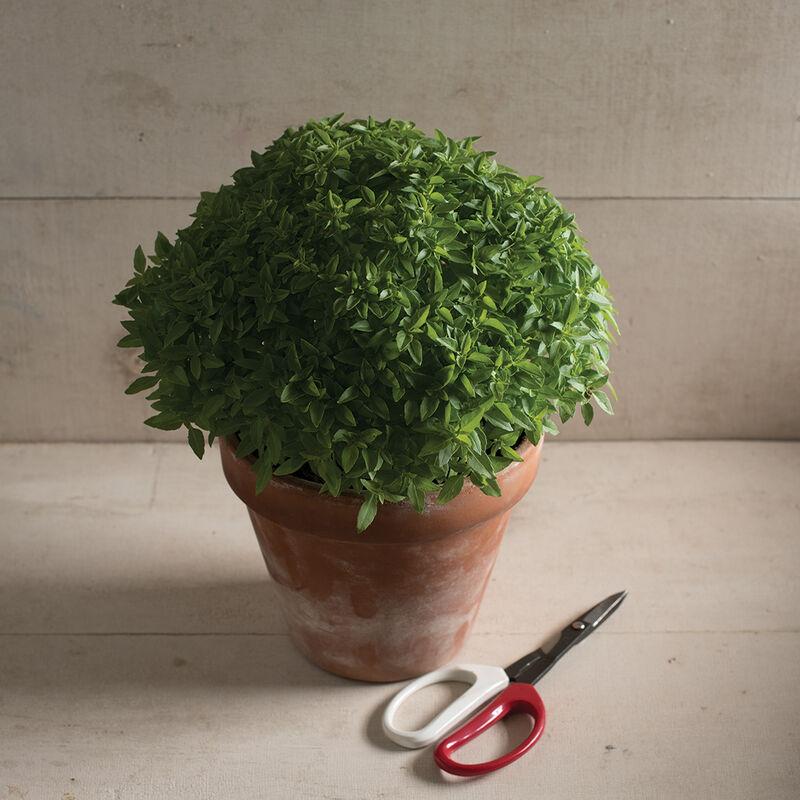 Basil Spicy Bush