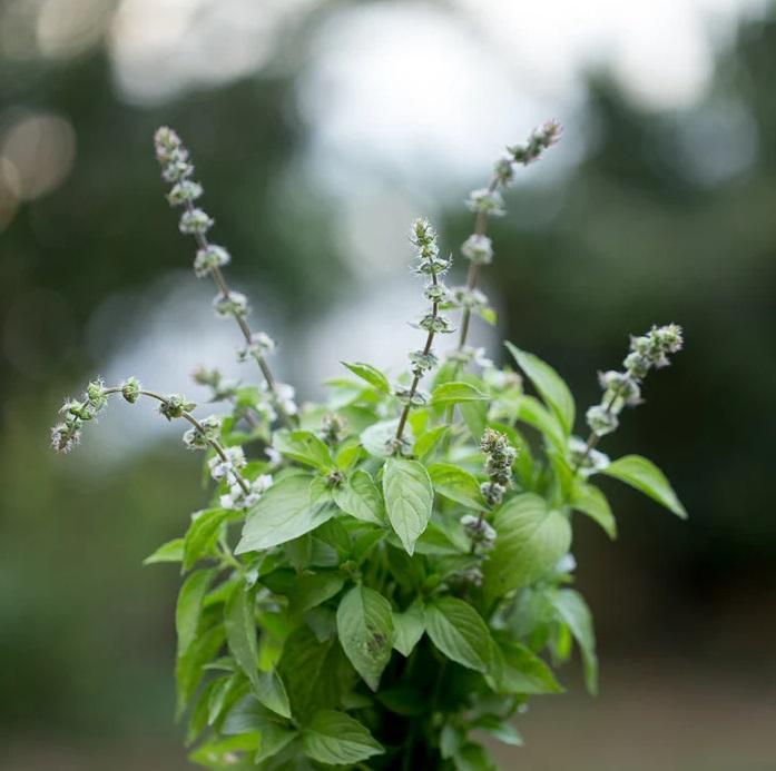 Basil Mrs. Burns' Lemon