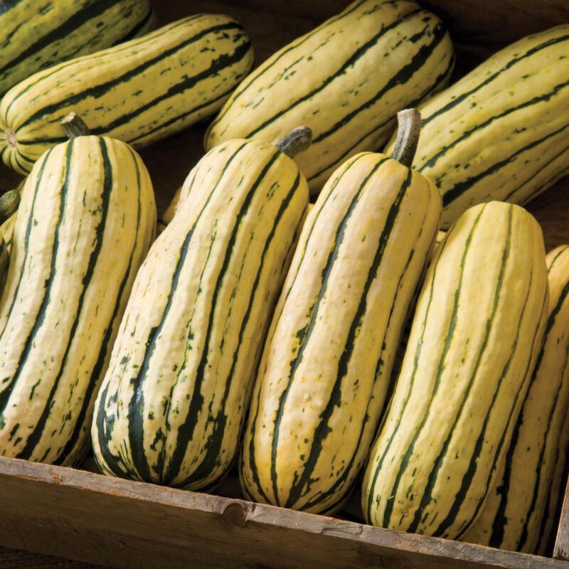 Delicata JS Squash