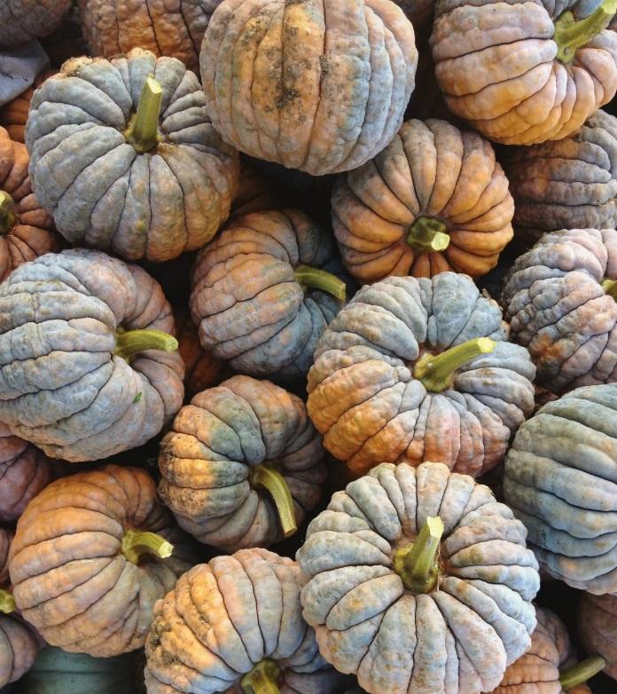 Butternut Squash Black Futsu
