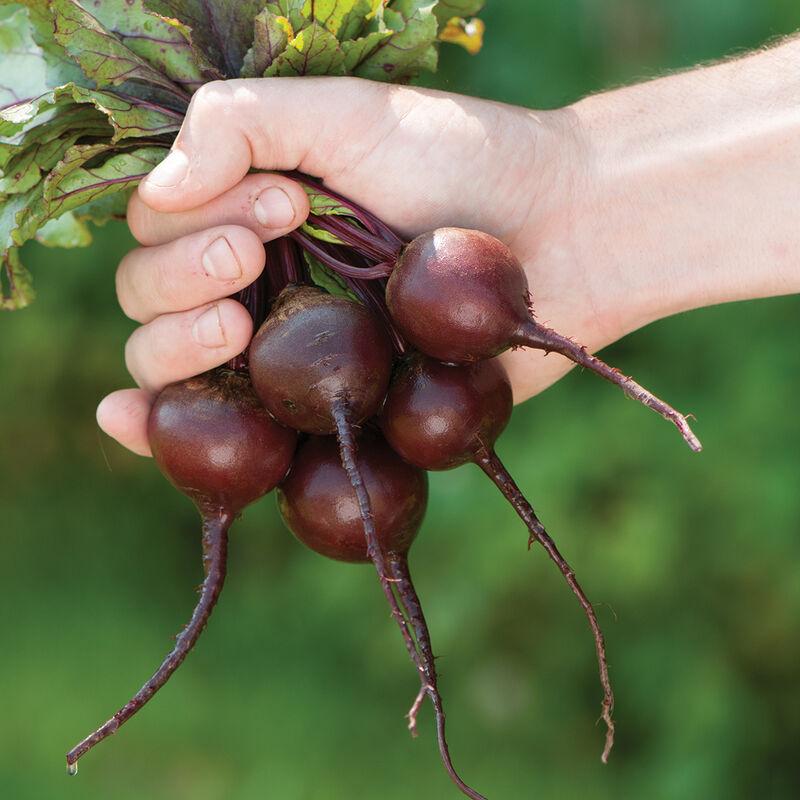Beet Babybeat