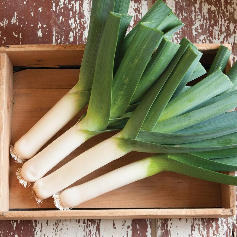 Leek Tadorna