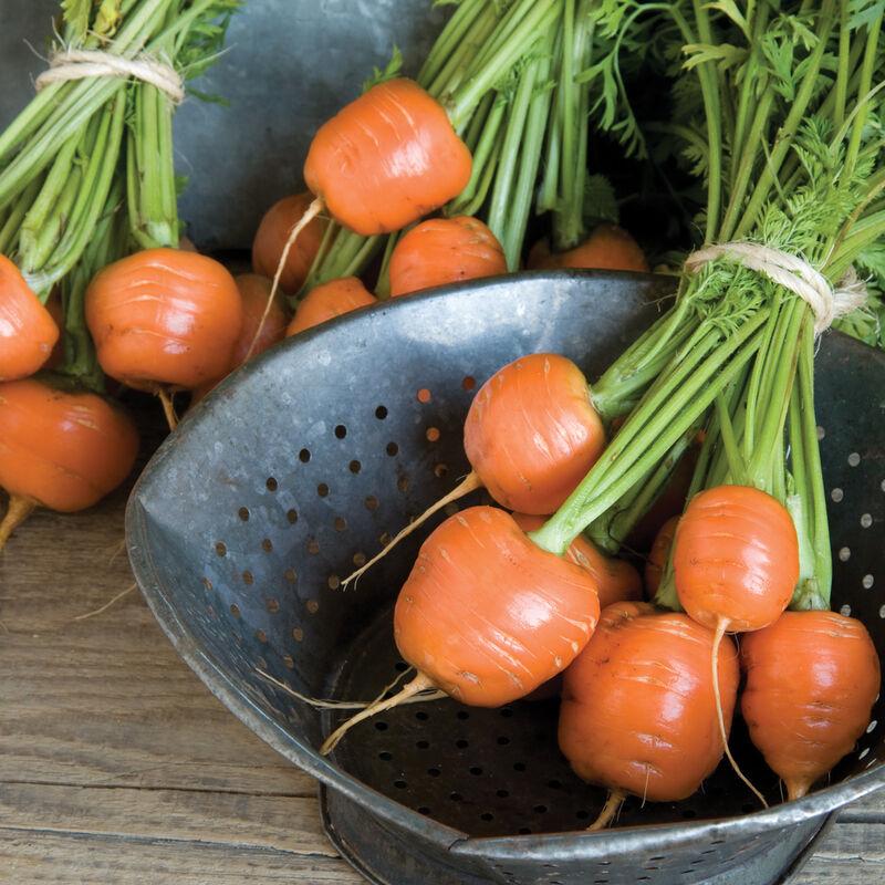 Carrot Atlas