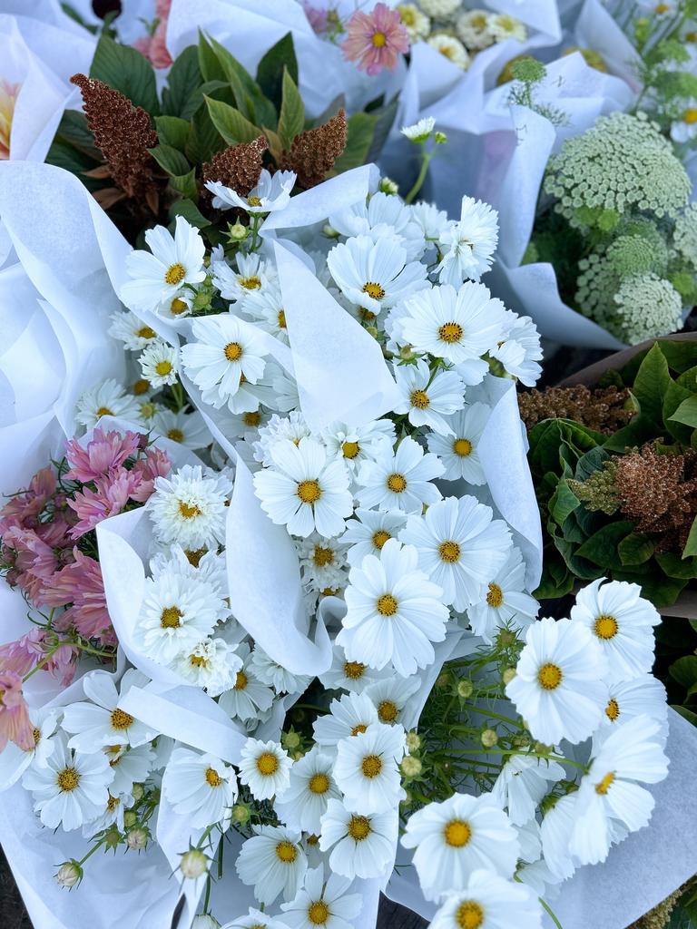 Cosmos Afternoon White