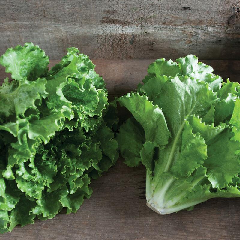 Lettuce Fusion