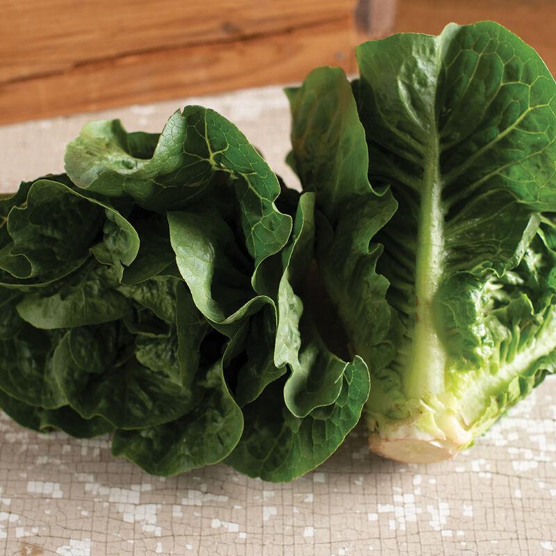 Lettuce Monte Carlo