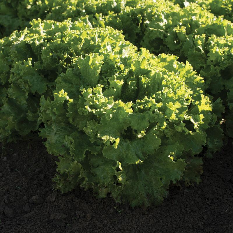 Lettuce Bergam's Green