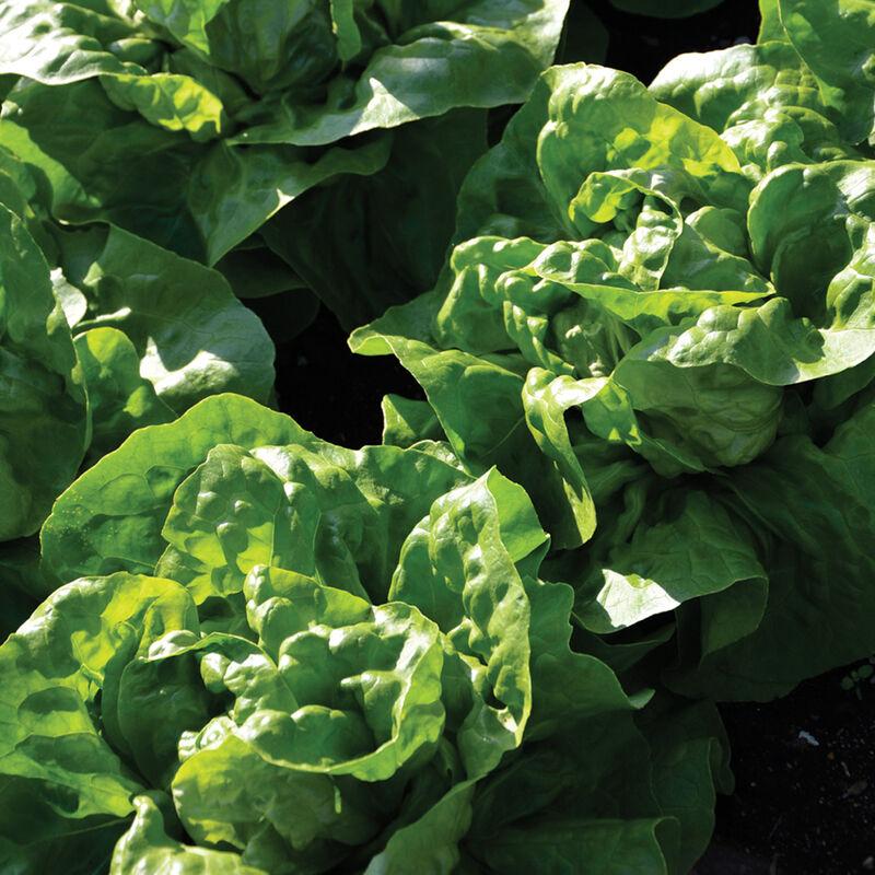 Lettuce Adriana