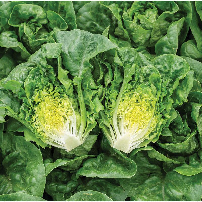 Lettuce Gatsbi