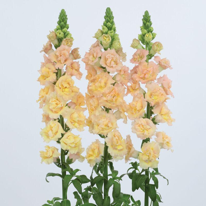 Snapdragon Snapstar Champagne