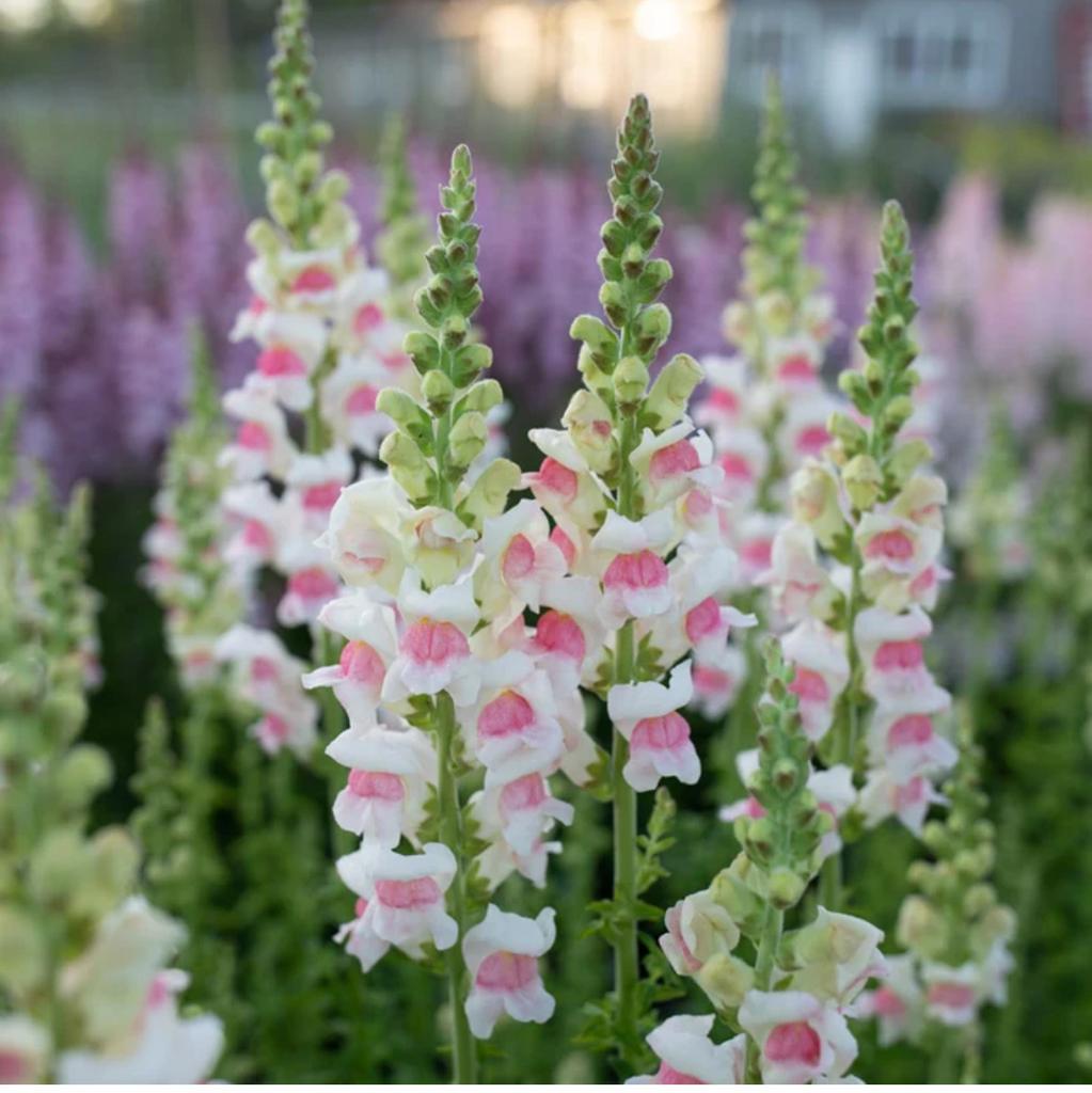 Snapdragon Patomac Appleblossom