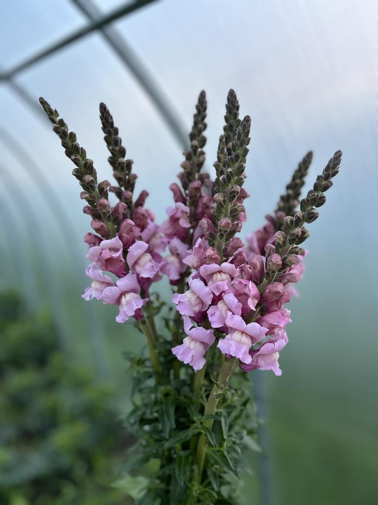 Snapdragon Patomac Lavender