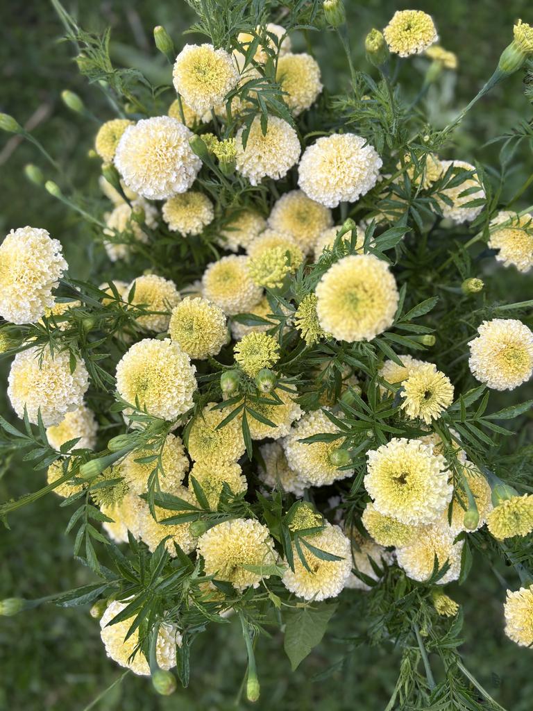 Tagetes White Swan F1