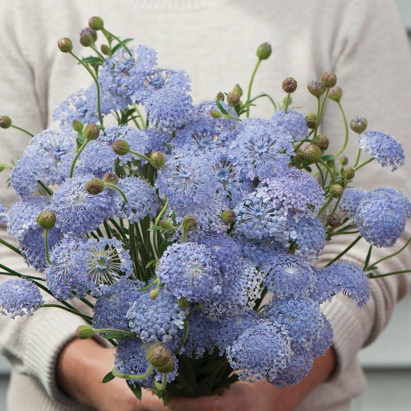 Didiscus Blue