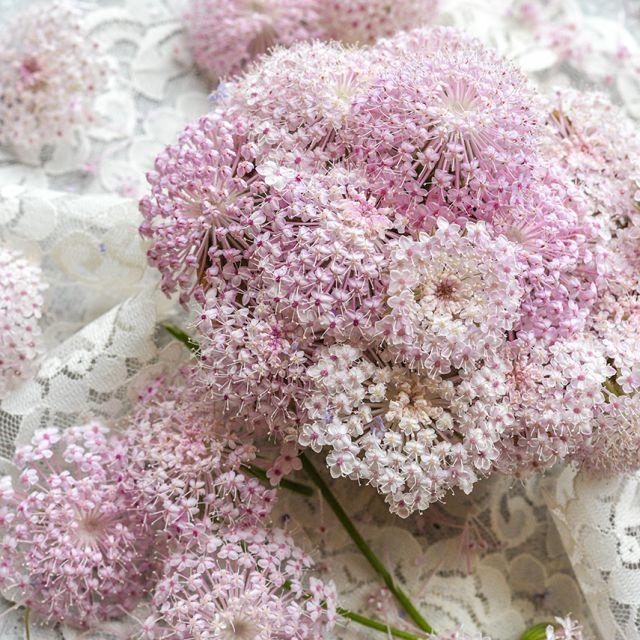 Didiscus Pink